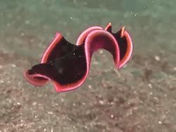  Ribbon Worm: A Free-Swimming Flatworm That Dances with Grace!