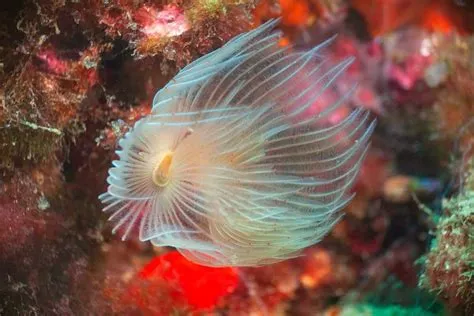   Yemenite Bristle Worm: This Curious Creature Possesses Both A Striking Appearance And A Remarkable Capacity For Regeneration!